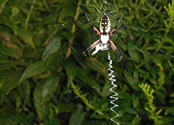 [photo, Black and Yellow Orb-Weaver Spider (Argiope aurantia), Glen Burnie, Maryland]